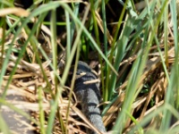 2016-05-08 12h52m46 - Ringslang met kikker in de bek - Pierre Bernard